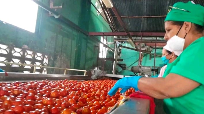 Producción en alza en Yara: más tomate, pero no en la mesa
