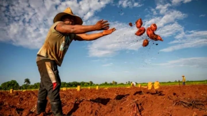 Cuba cae al penúltimo lugar agrícola de América Latina tras una década de retroceso