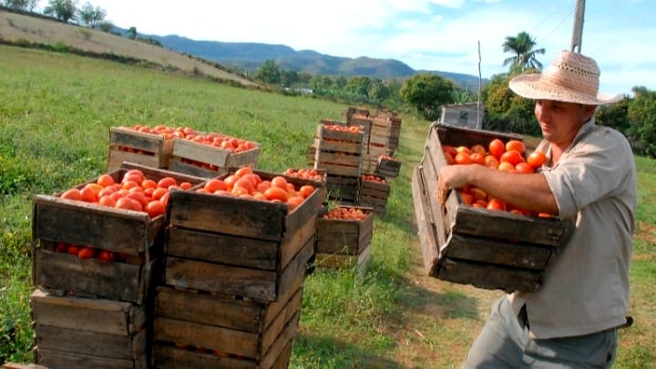 Más de 1,000 toneladas sin cobrar: campesinos de Yara denuncian impagos