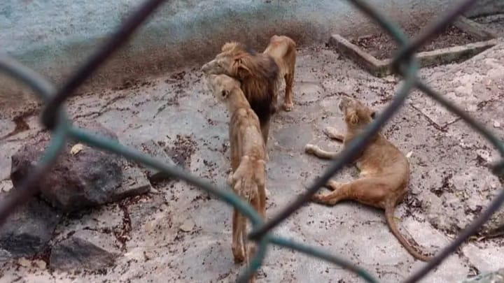 Leones en peligro: indignación en Camagüey