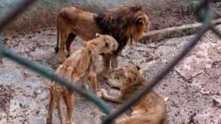 Imágenes de animales famélicos en Camagüey destapan abandono en zoológico estatal