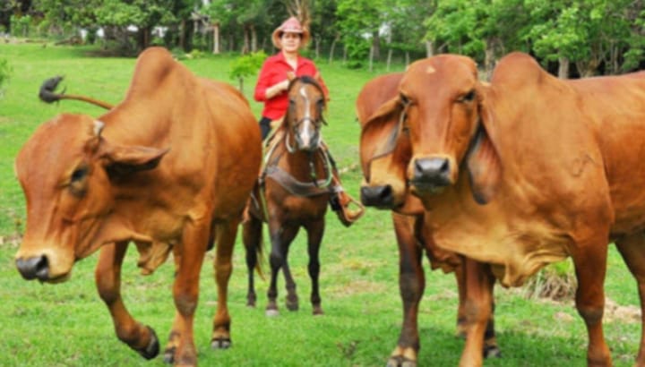 Camagüey despliega a más de 330 jinetes ante un problema que crece en el campo